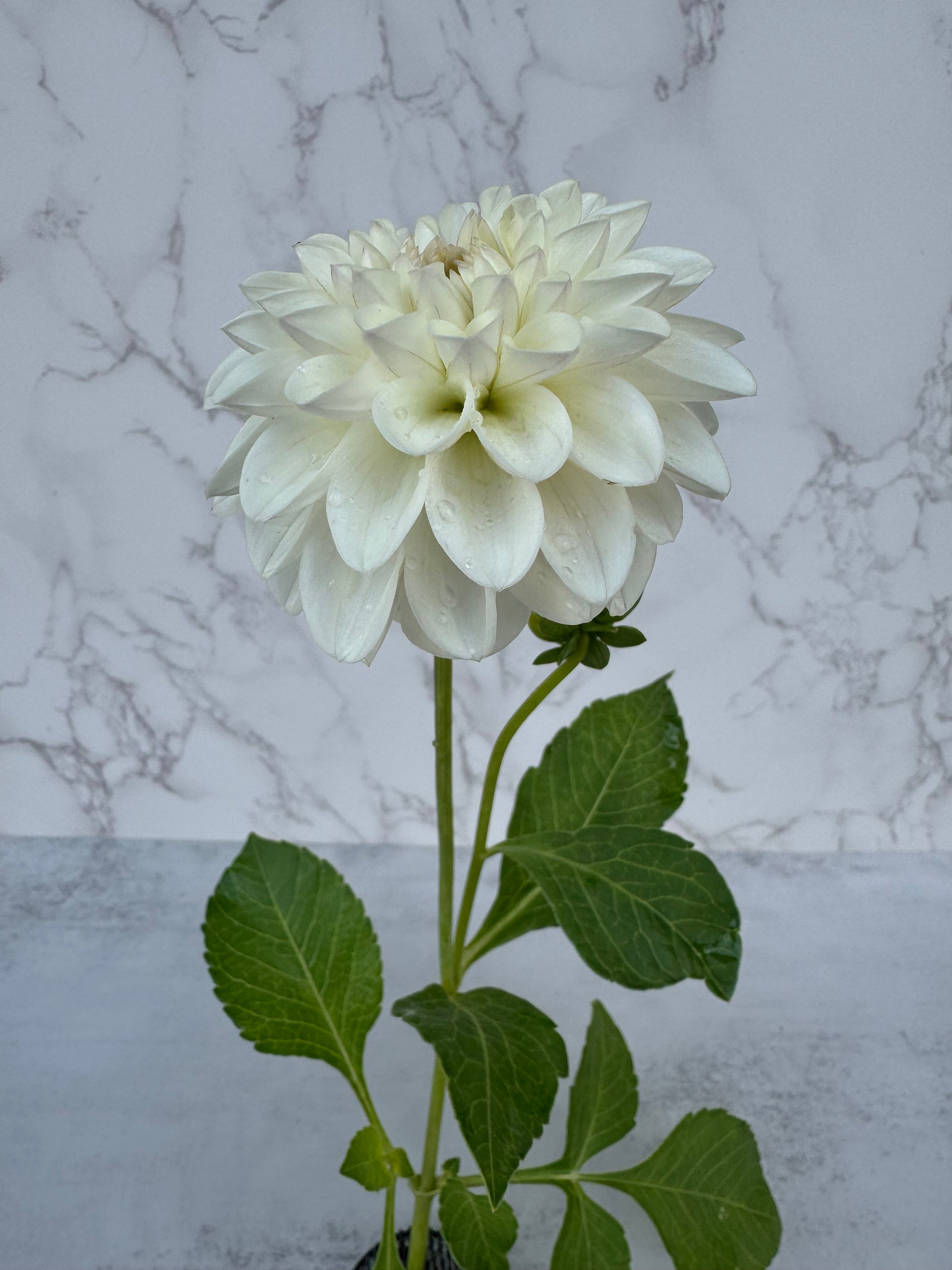 Ferncliff Pearl Cutting