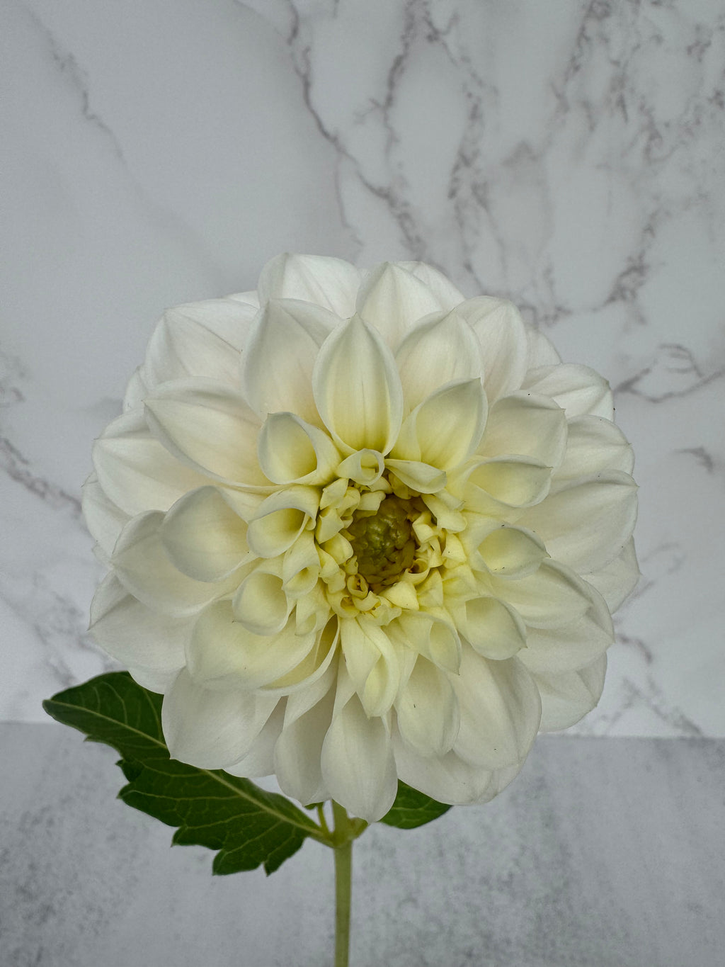 Gigi’s Baby Breath Cutting