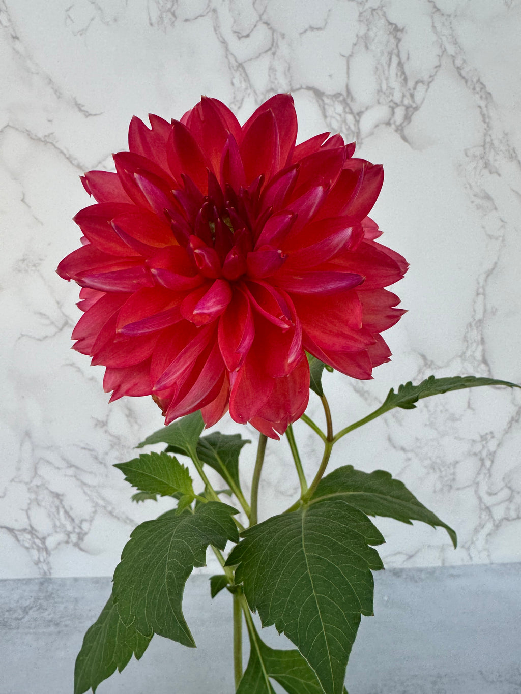 GF Smokey Sun Cutting