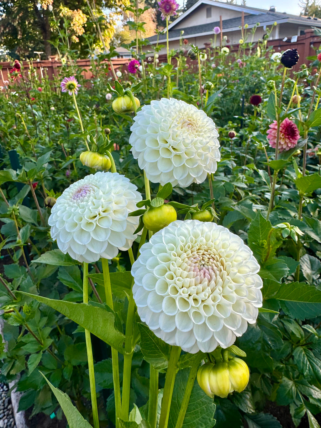 Hollyhill Miss White