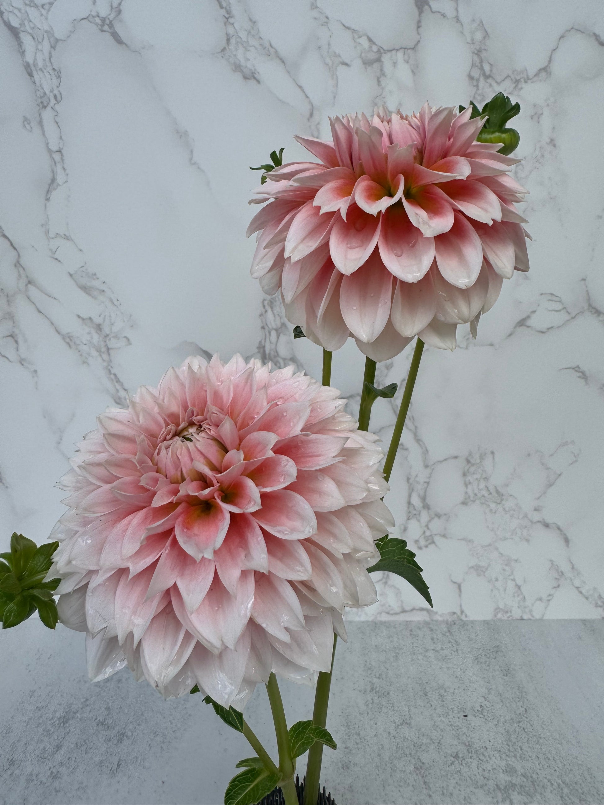 Bell’s Bonbori Cutting