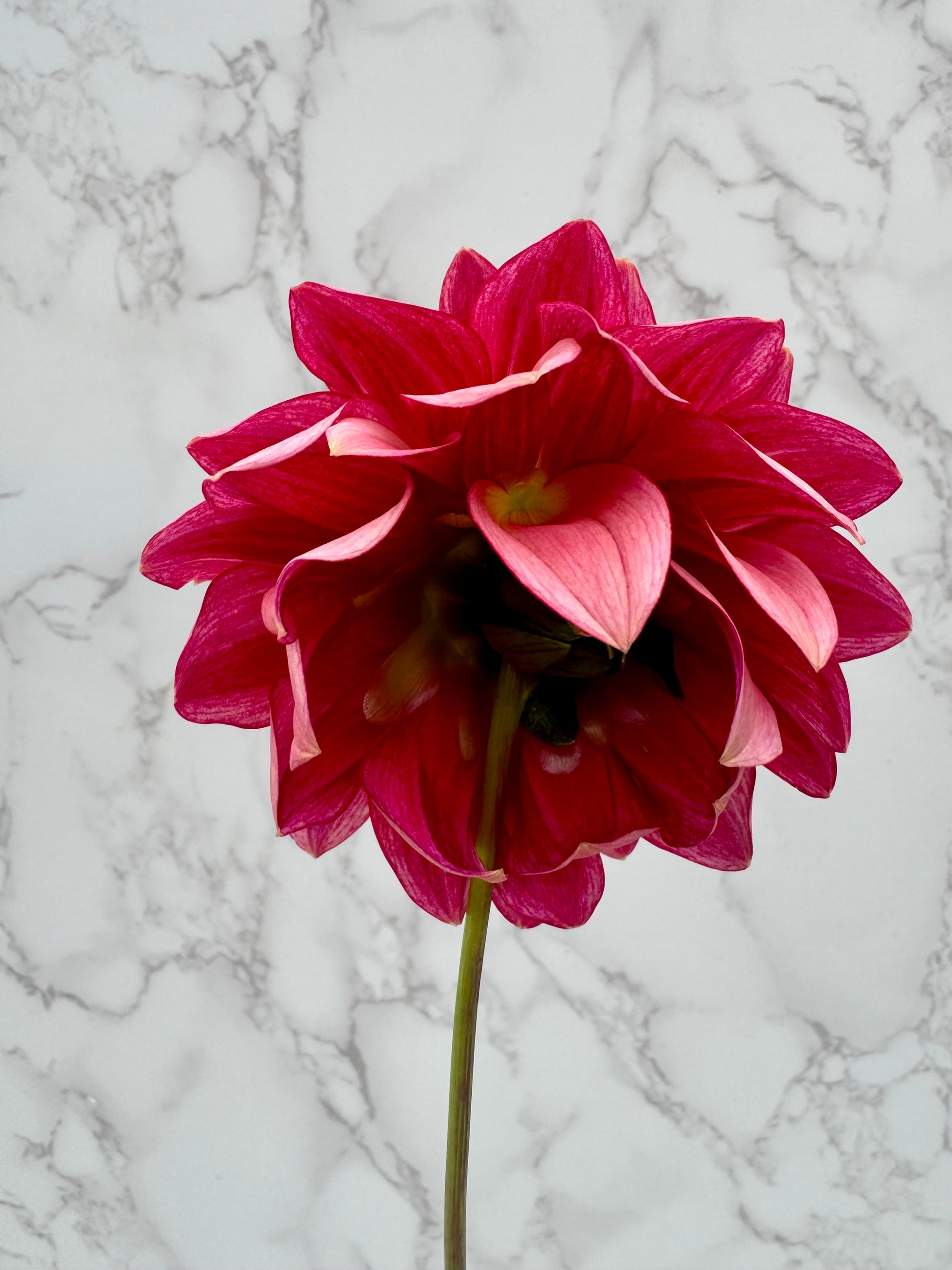 KA Mocha Katie Cutting