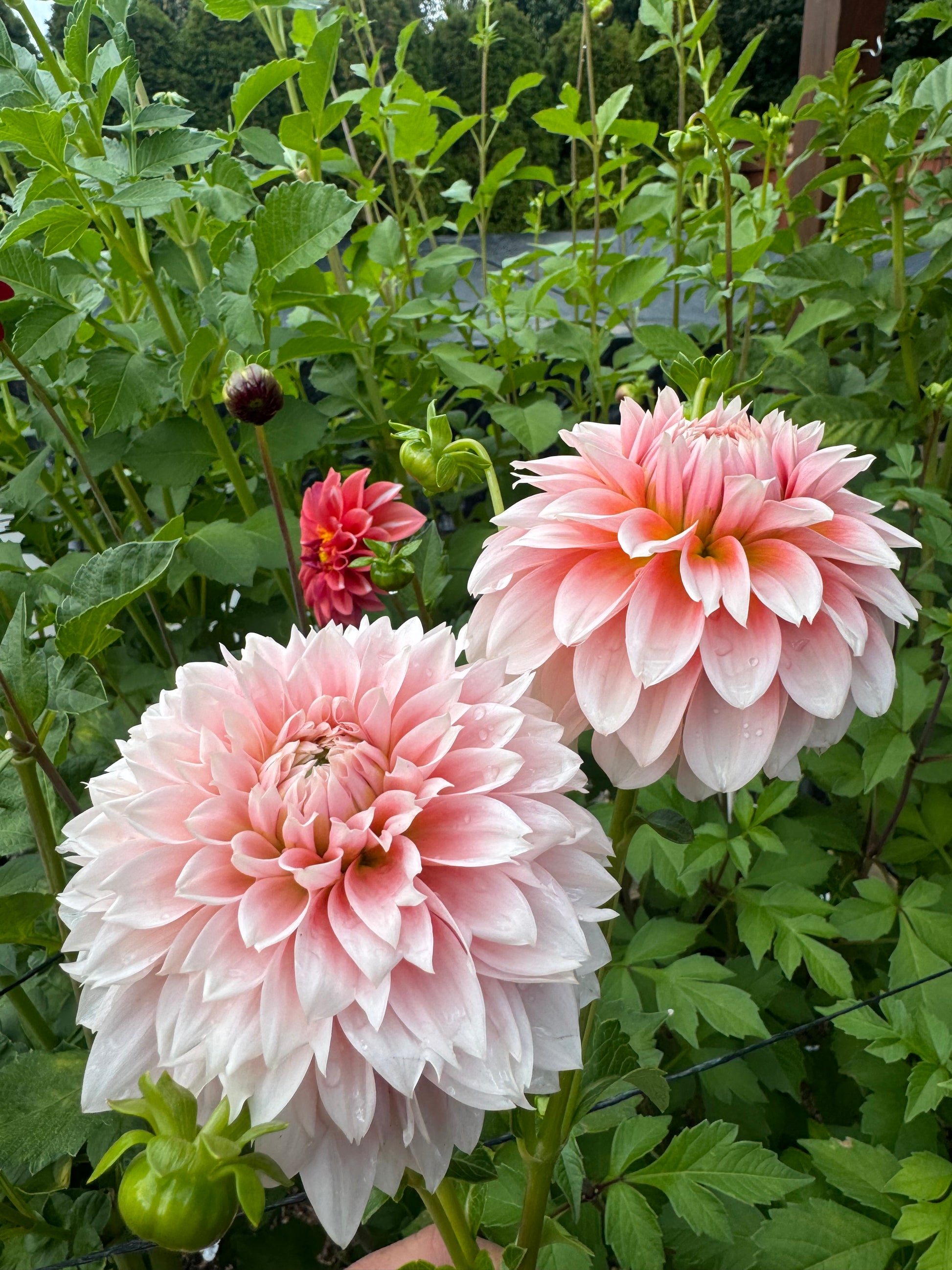 Bell’s Bonbori Cutting