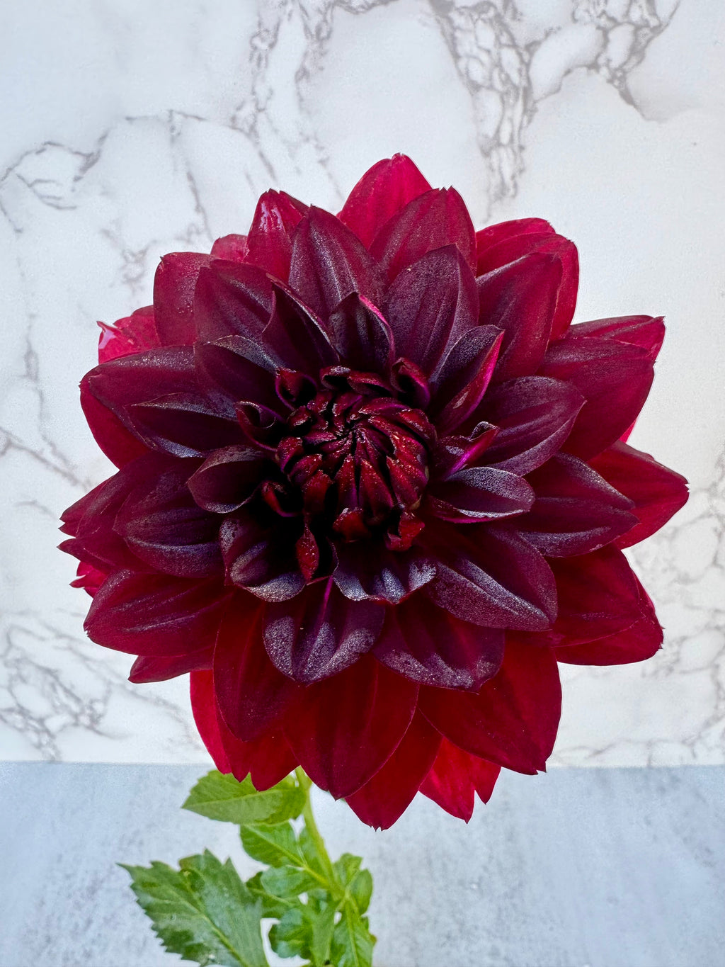 Hollyhill Black Widow