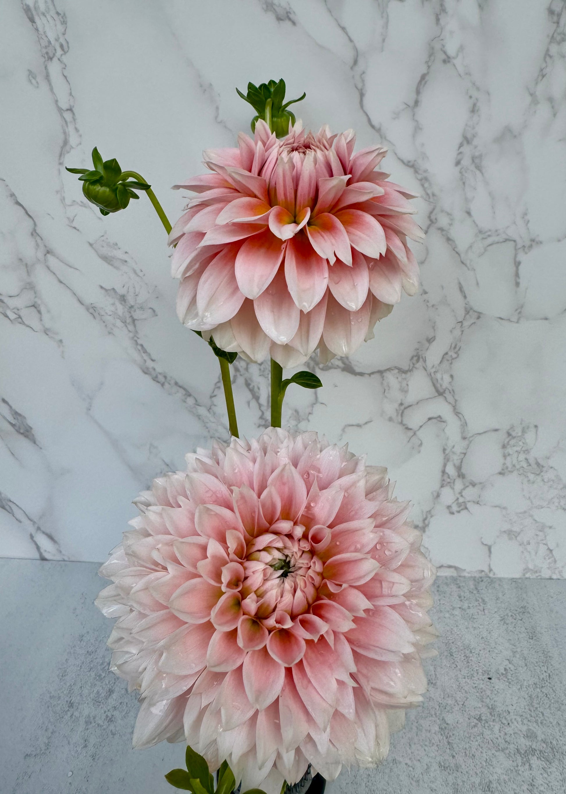 Bell’s Bonbori Cutting