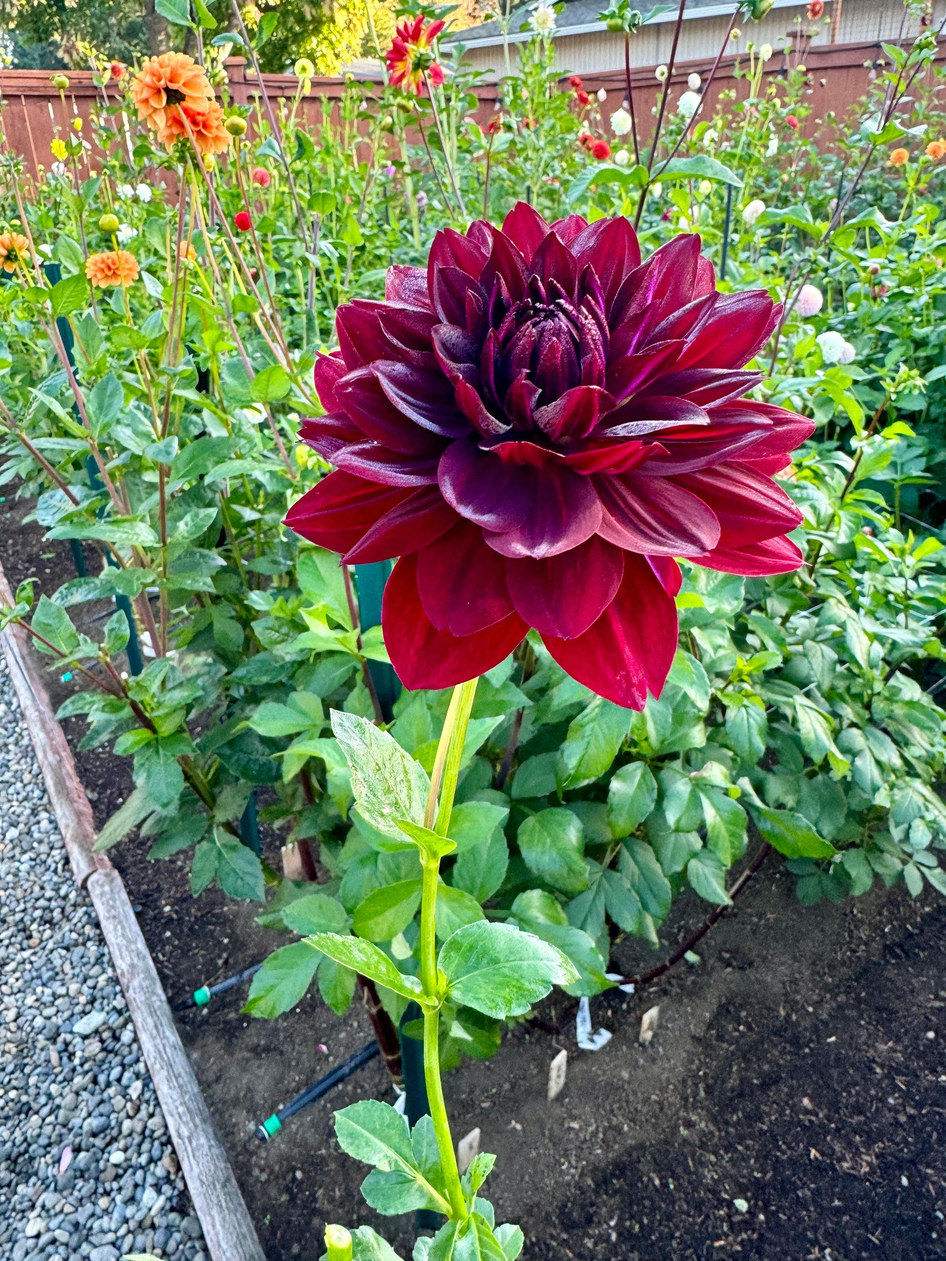 Hollyhill Black Widow