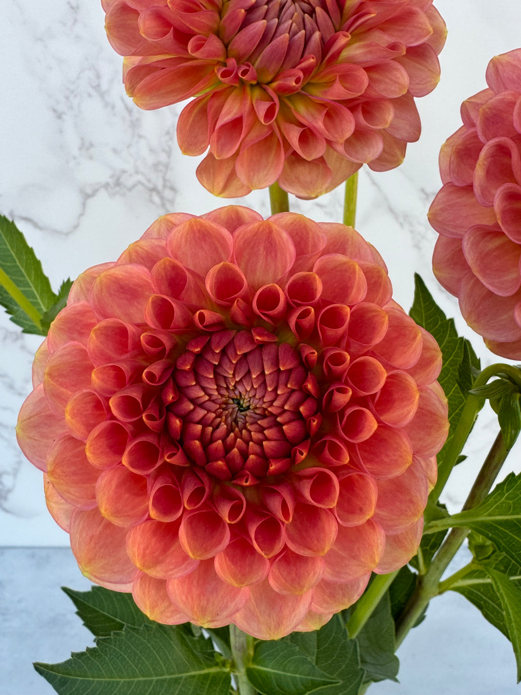 20th Ave Softer Peach