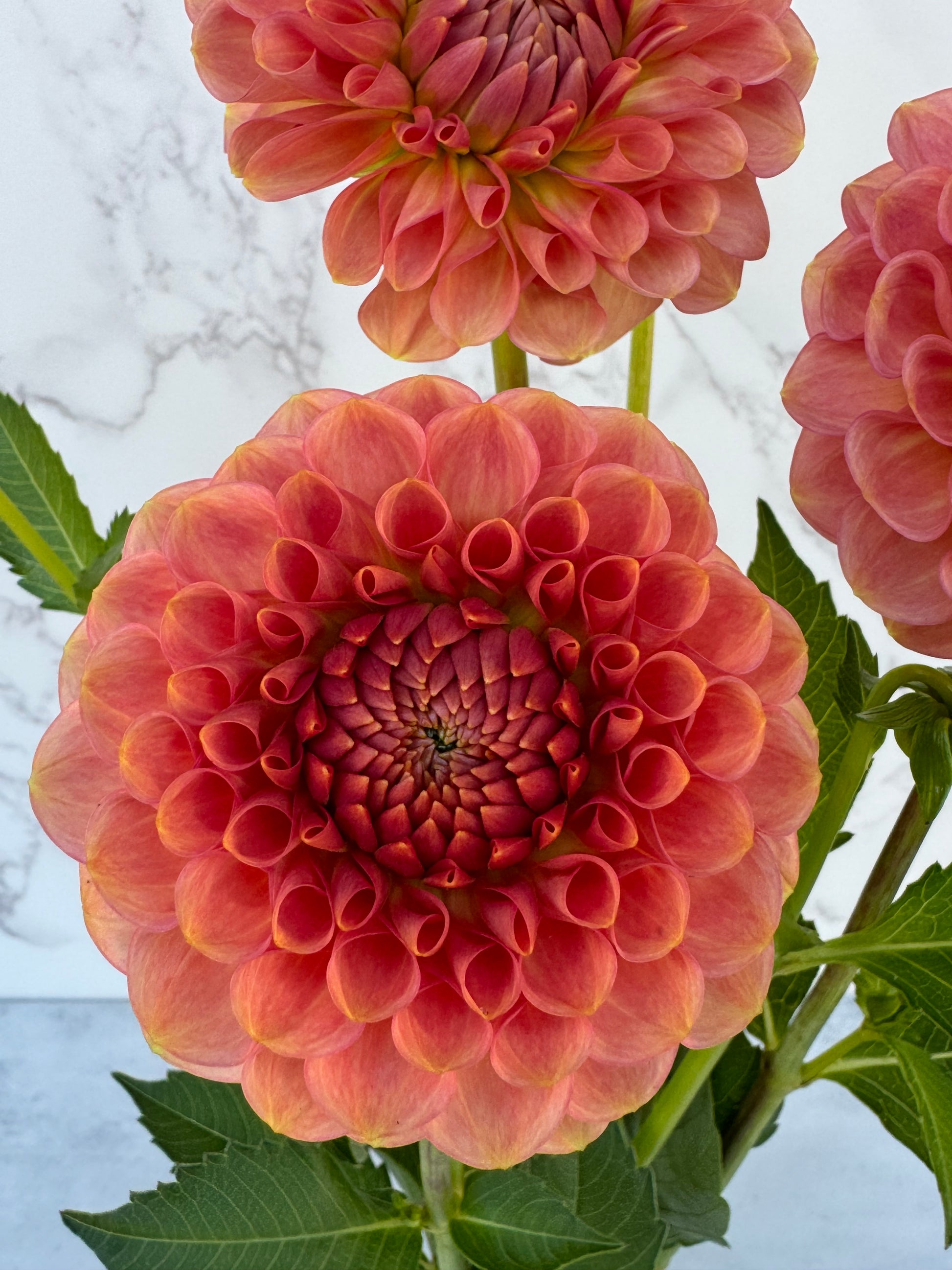 20th Ave Softer Peach