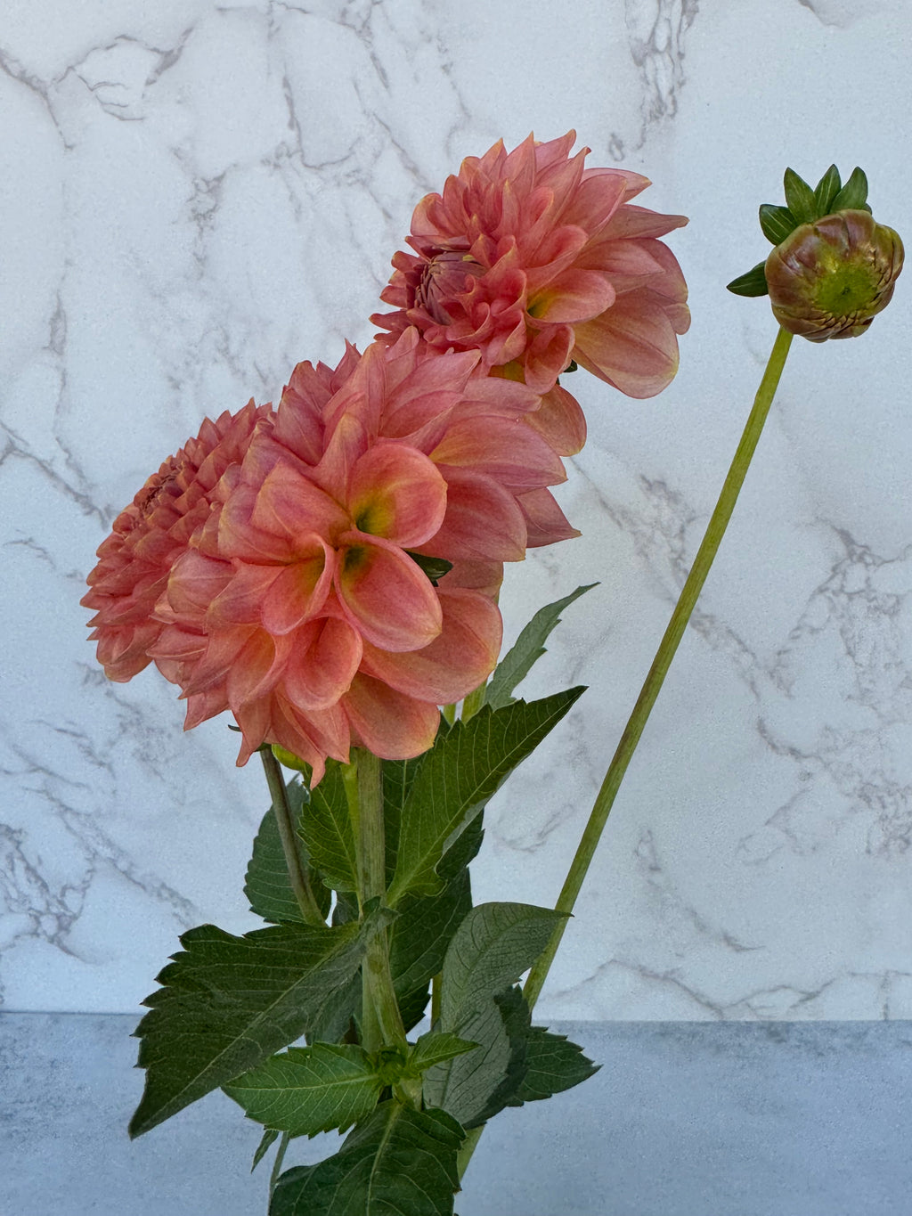 20th Ave Softer Peach