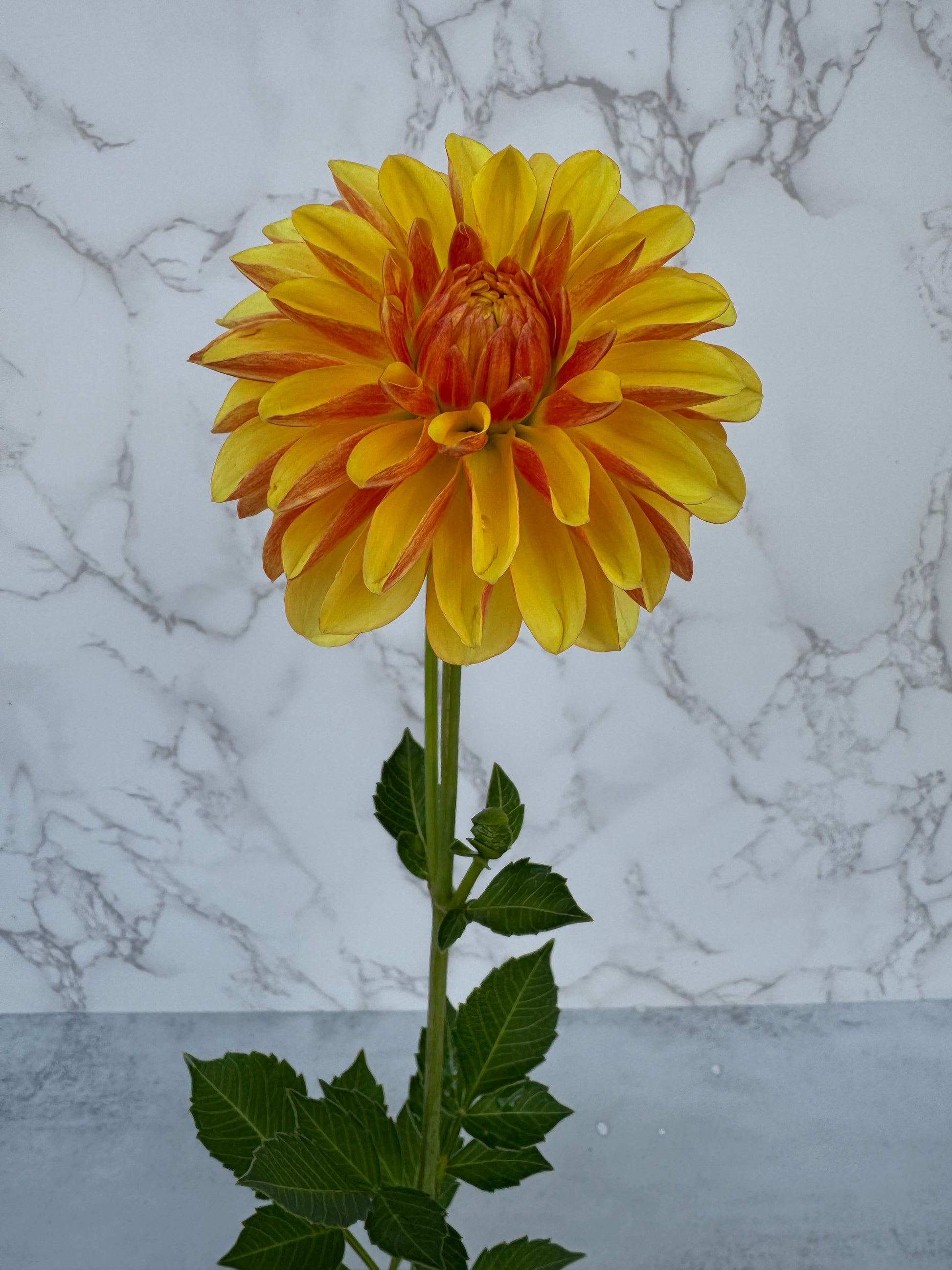 Lee’s Honey Spinner