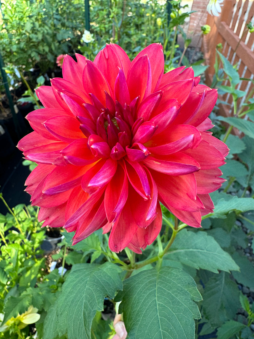 GF Smokey Sun Cutting