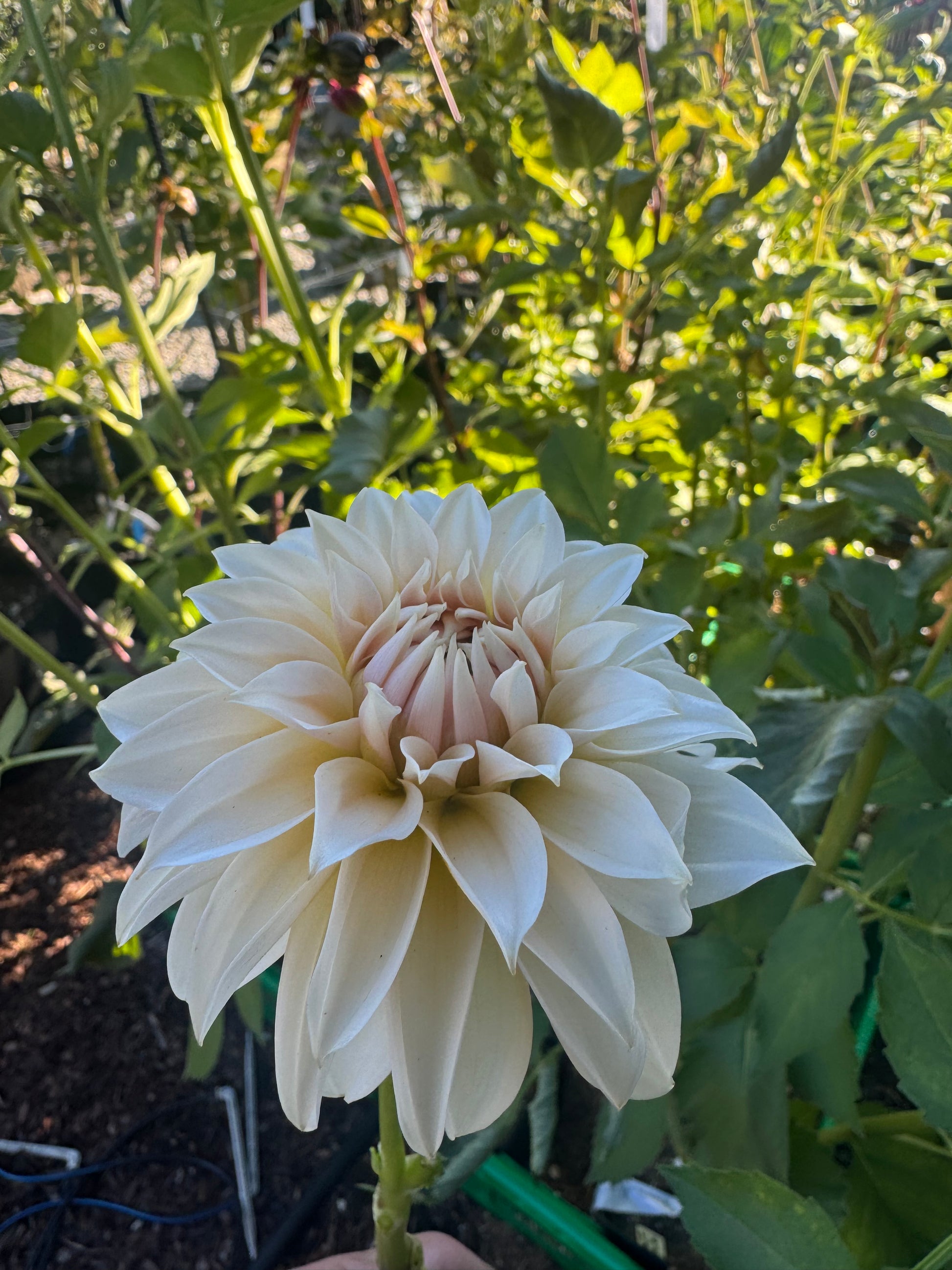 Bell’s la Peach Mode Cutting