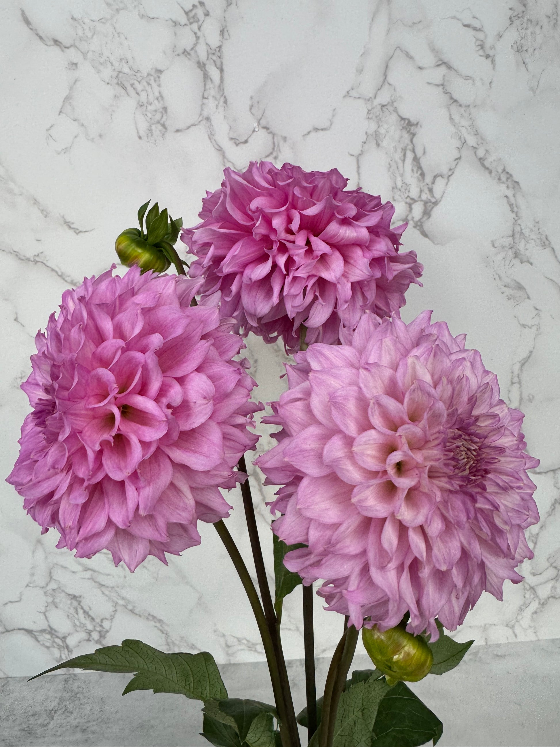 Lee’s Viola Frost Cutting