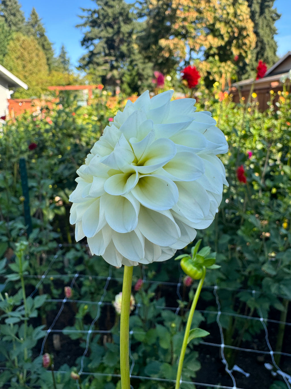 20th Ave New Tradition