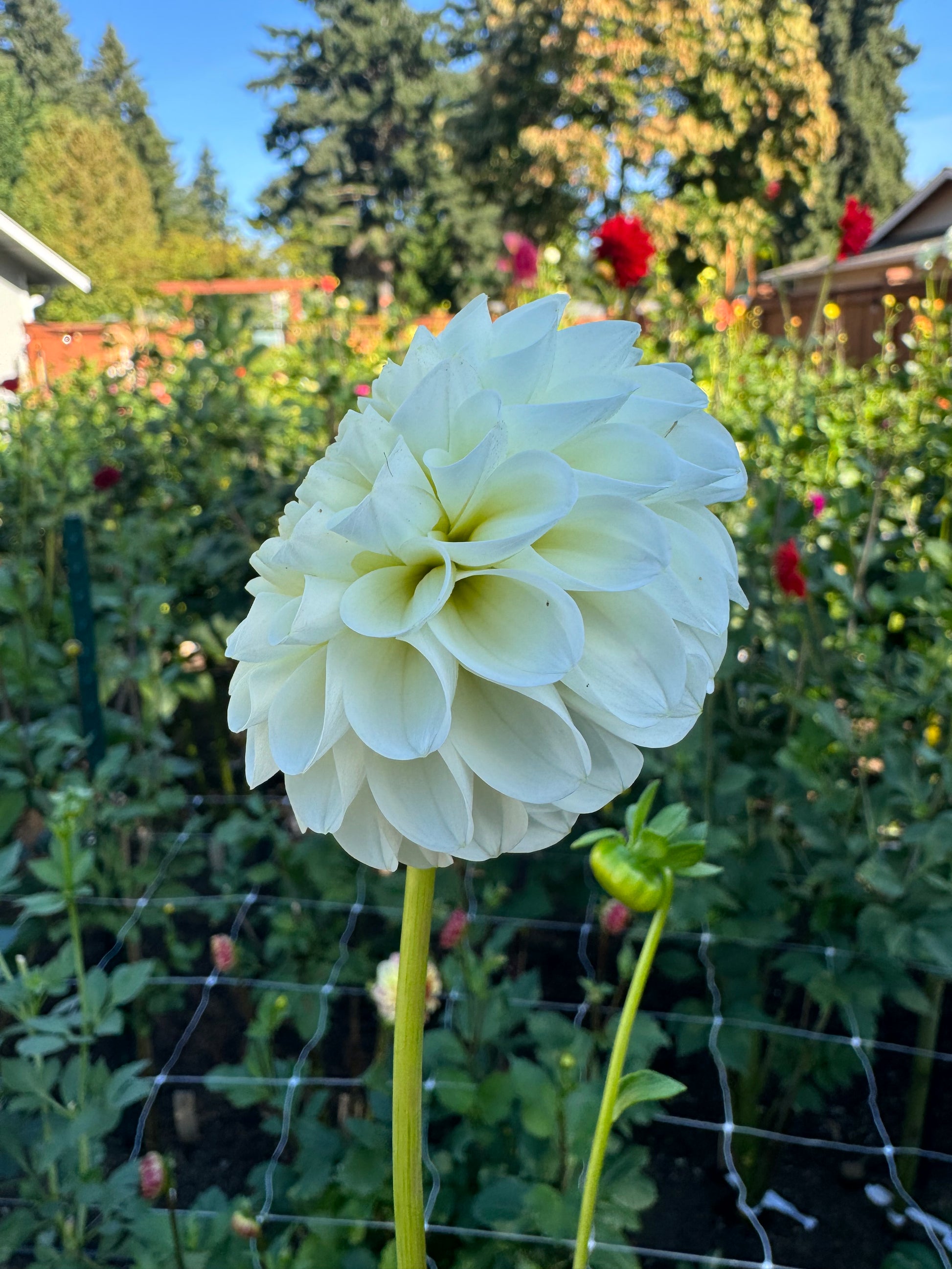 20th Ave New Tradition