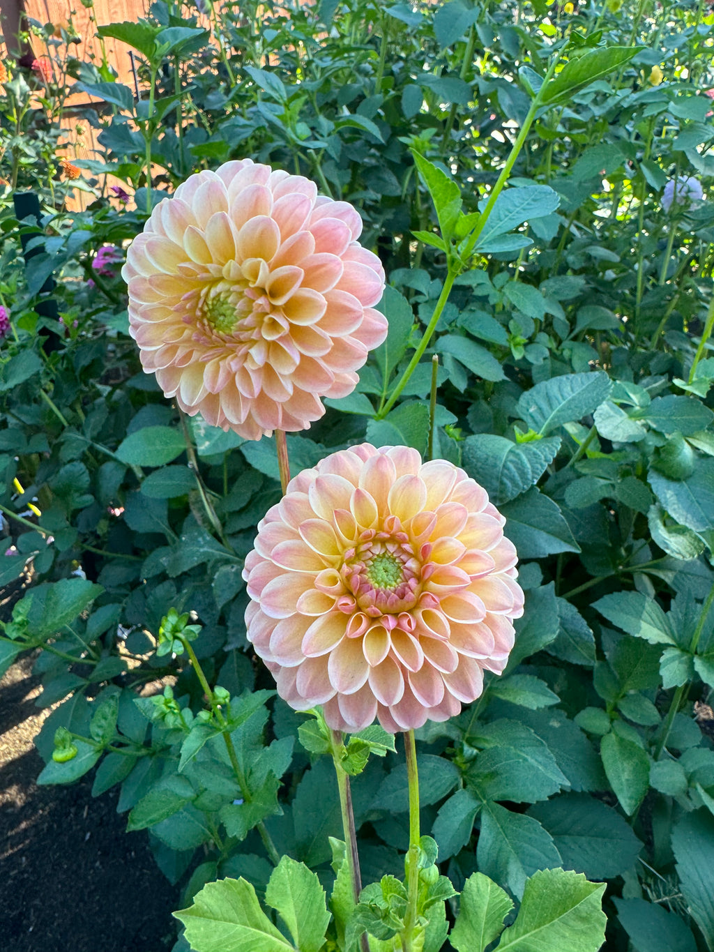 Hapet Salmon Cutting