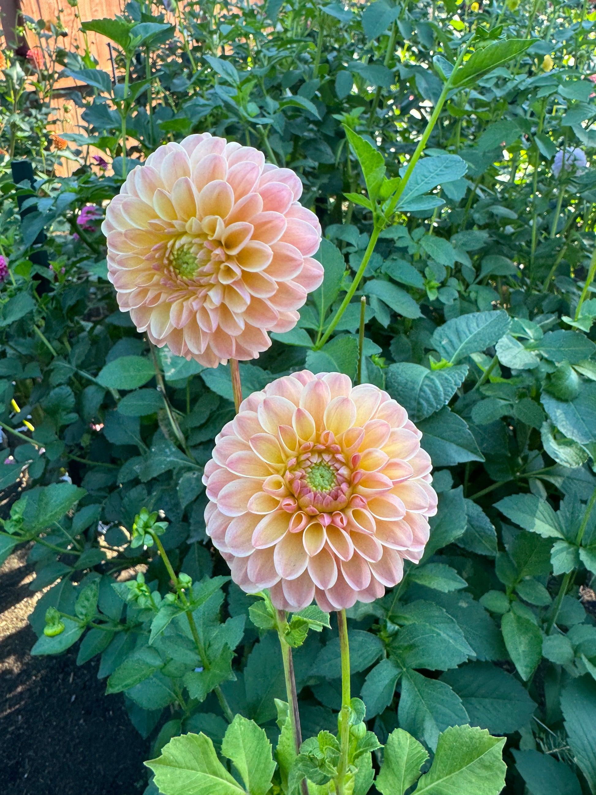 Hapet Salmon Cutting