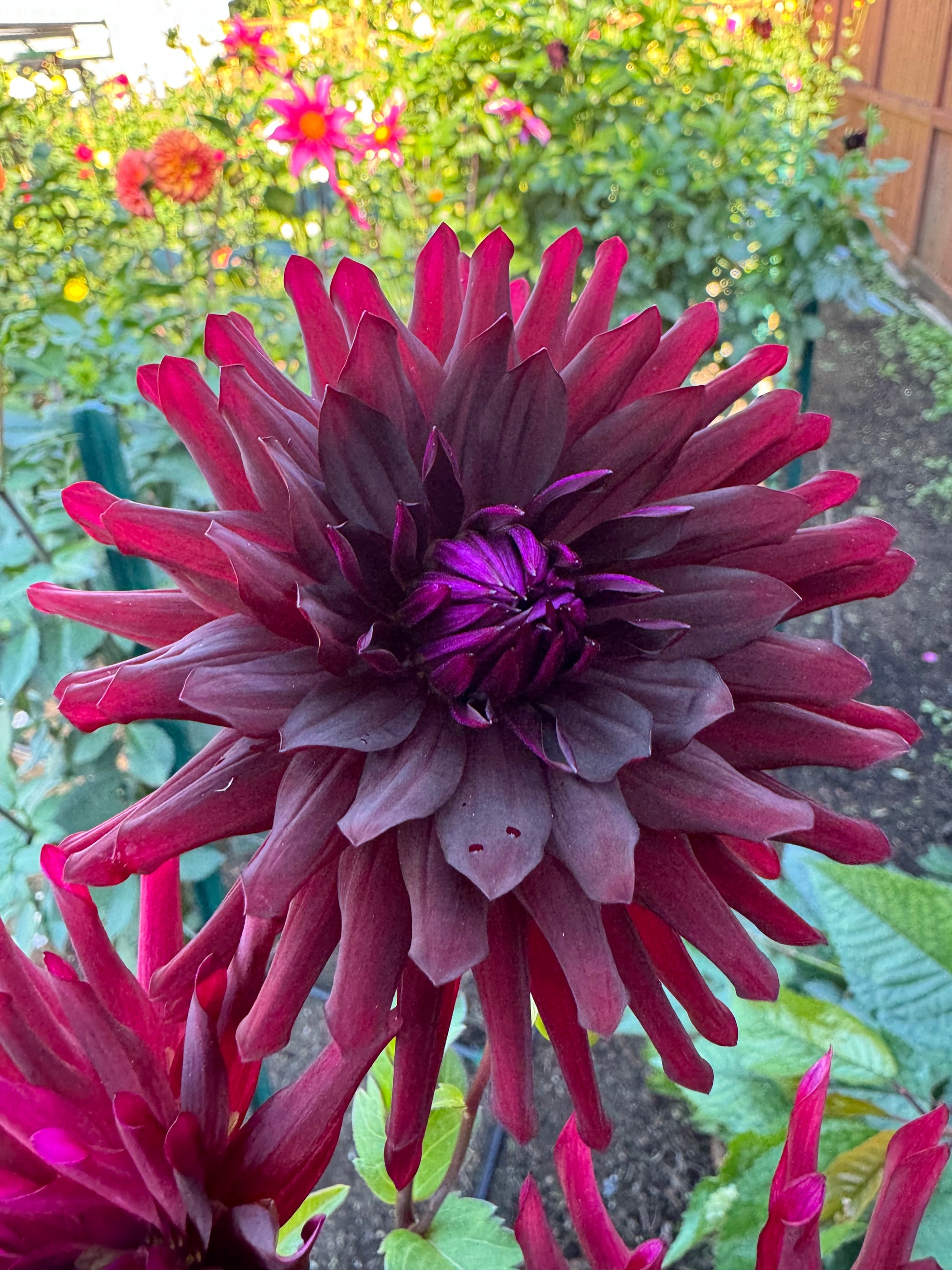 Bull’s Blood Cutting