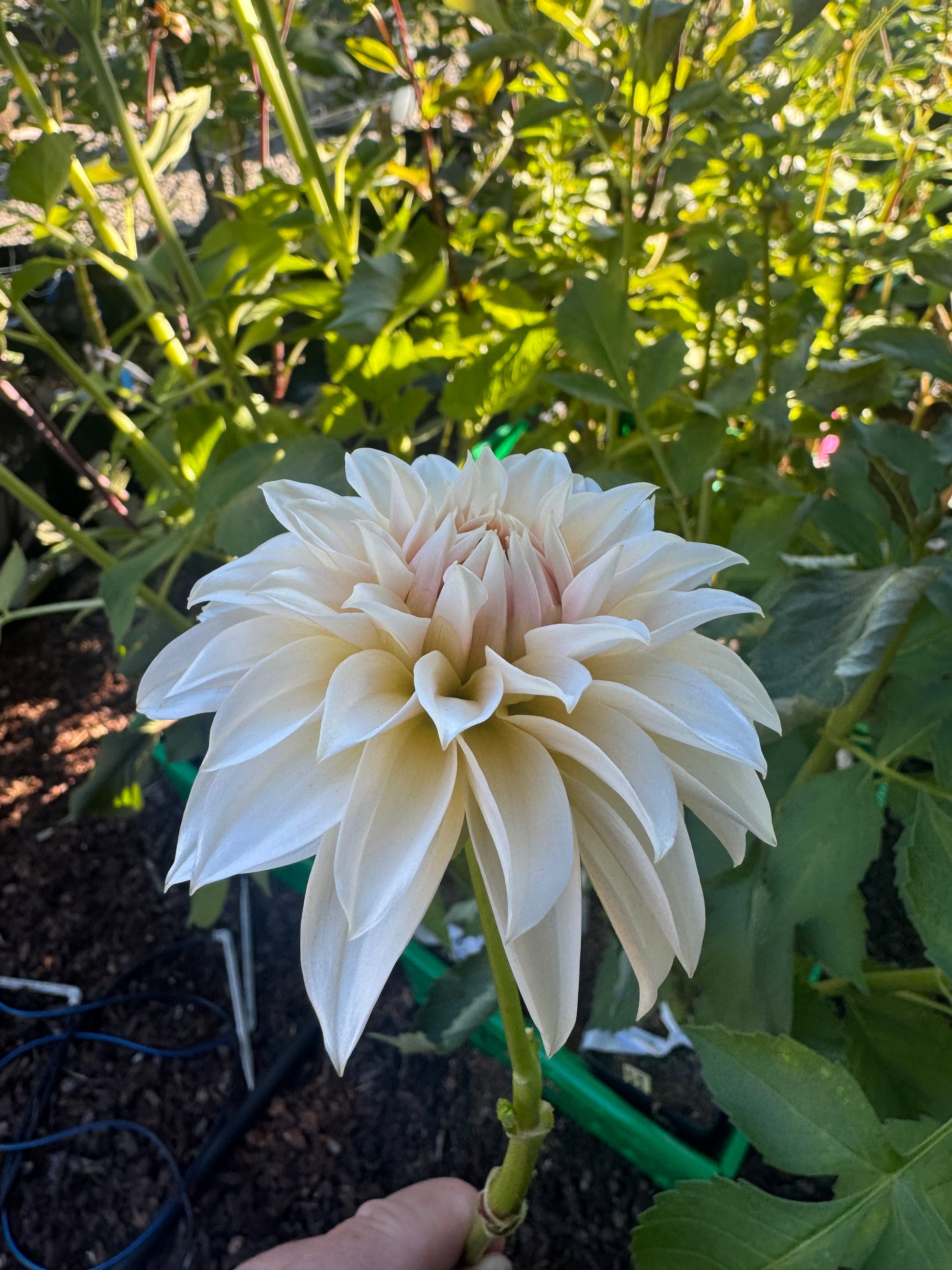 Bell’s la Peach Mode Cutting