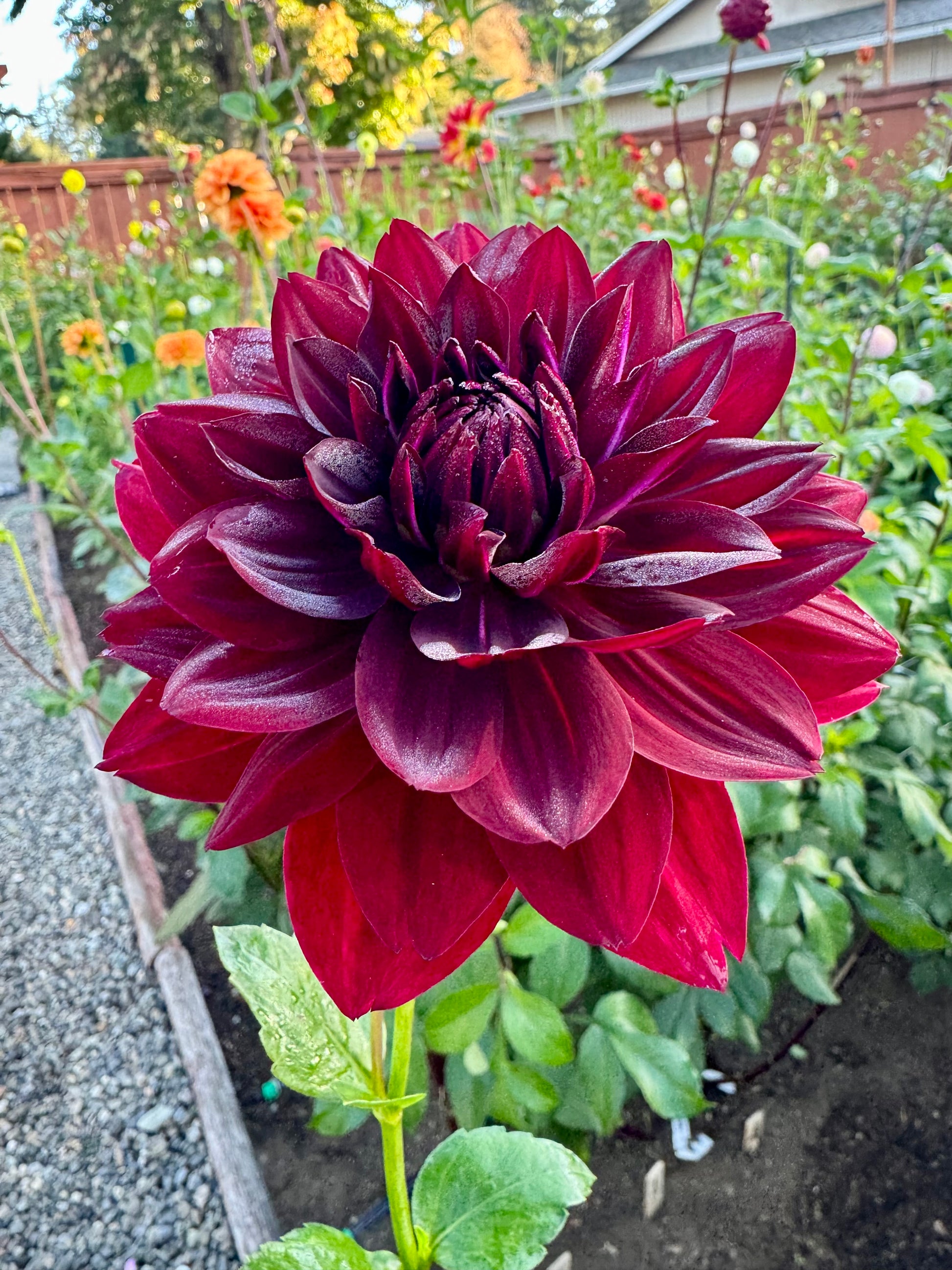 Hollyhill Black Widow