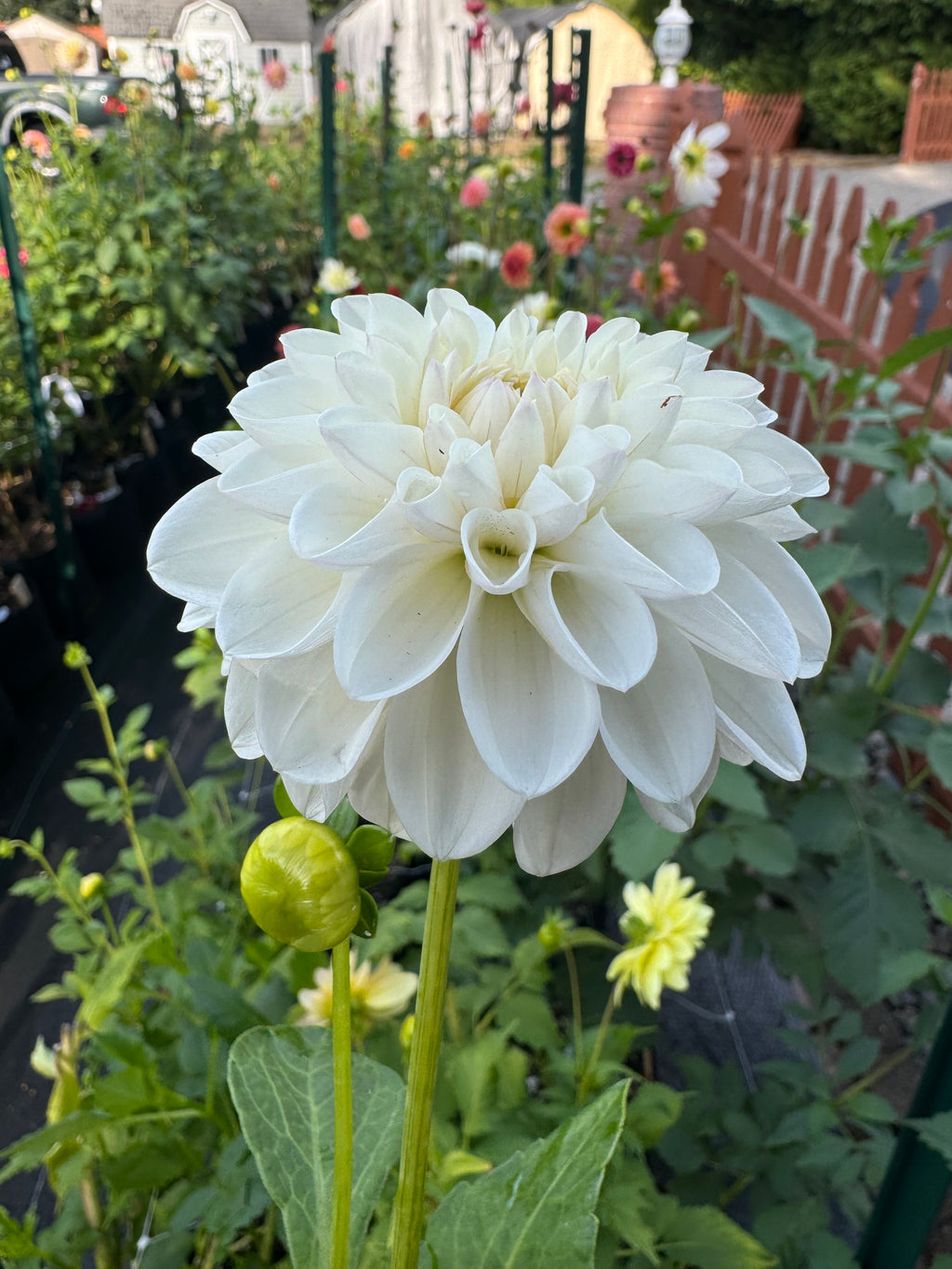 Ferncliff Pearl Cutting