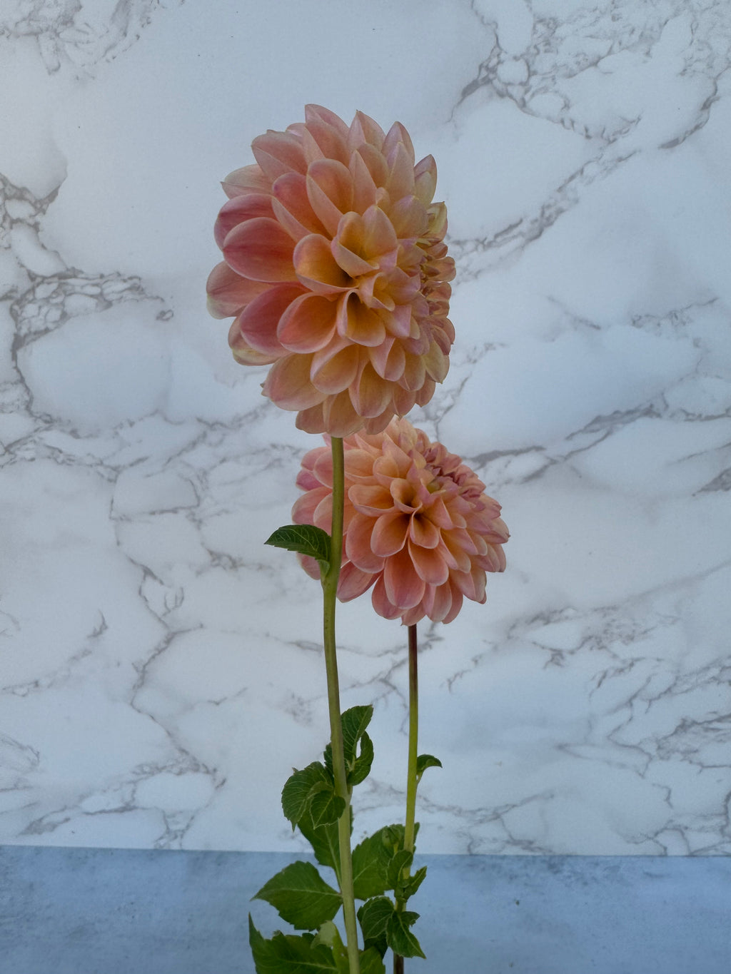 Hapet Salmon Cutting