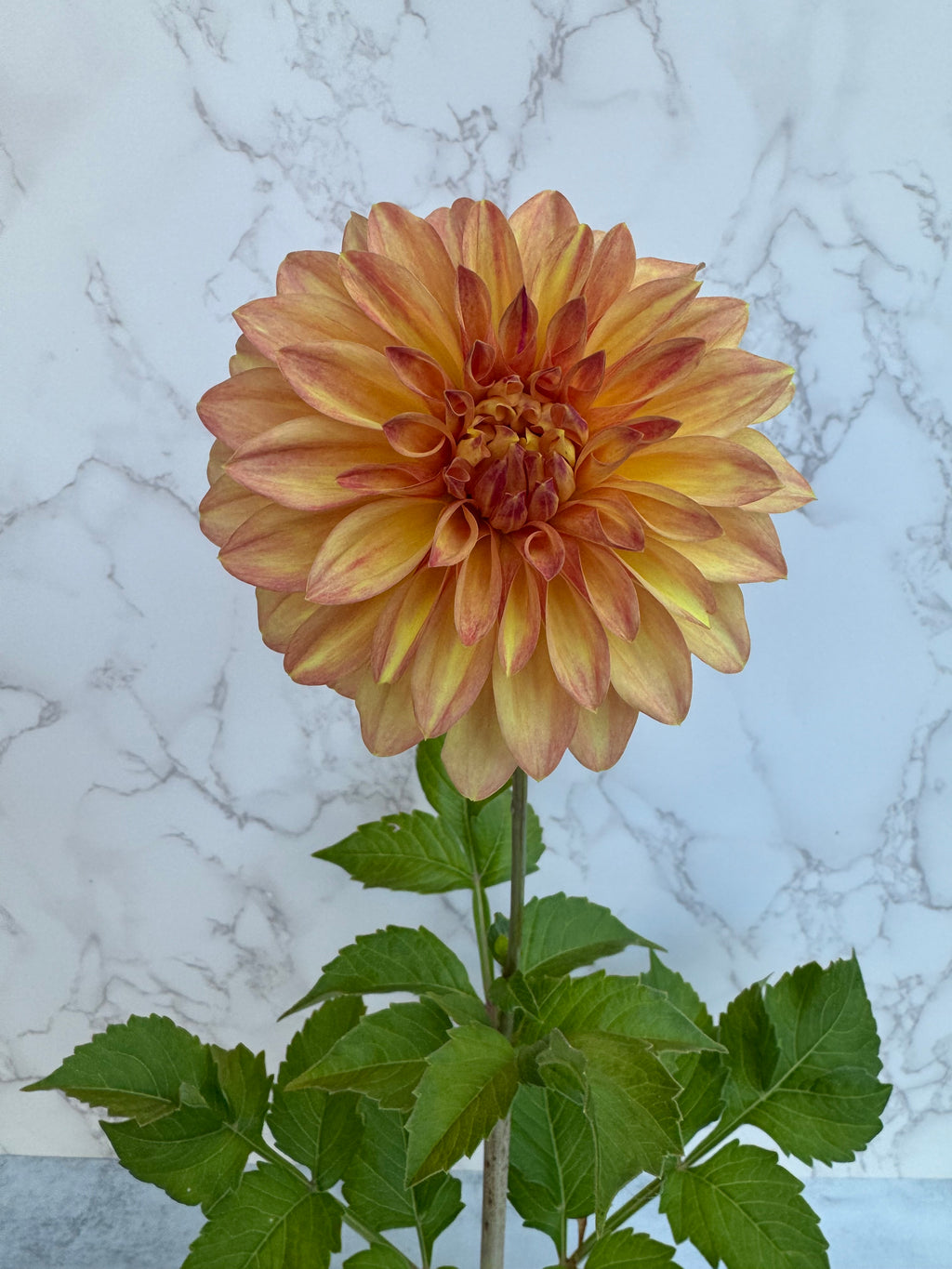 Country Sweetheart Cutting