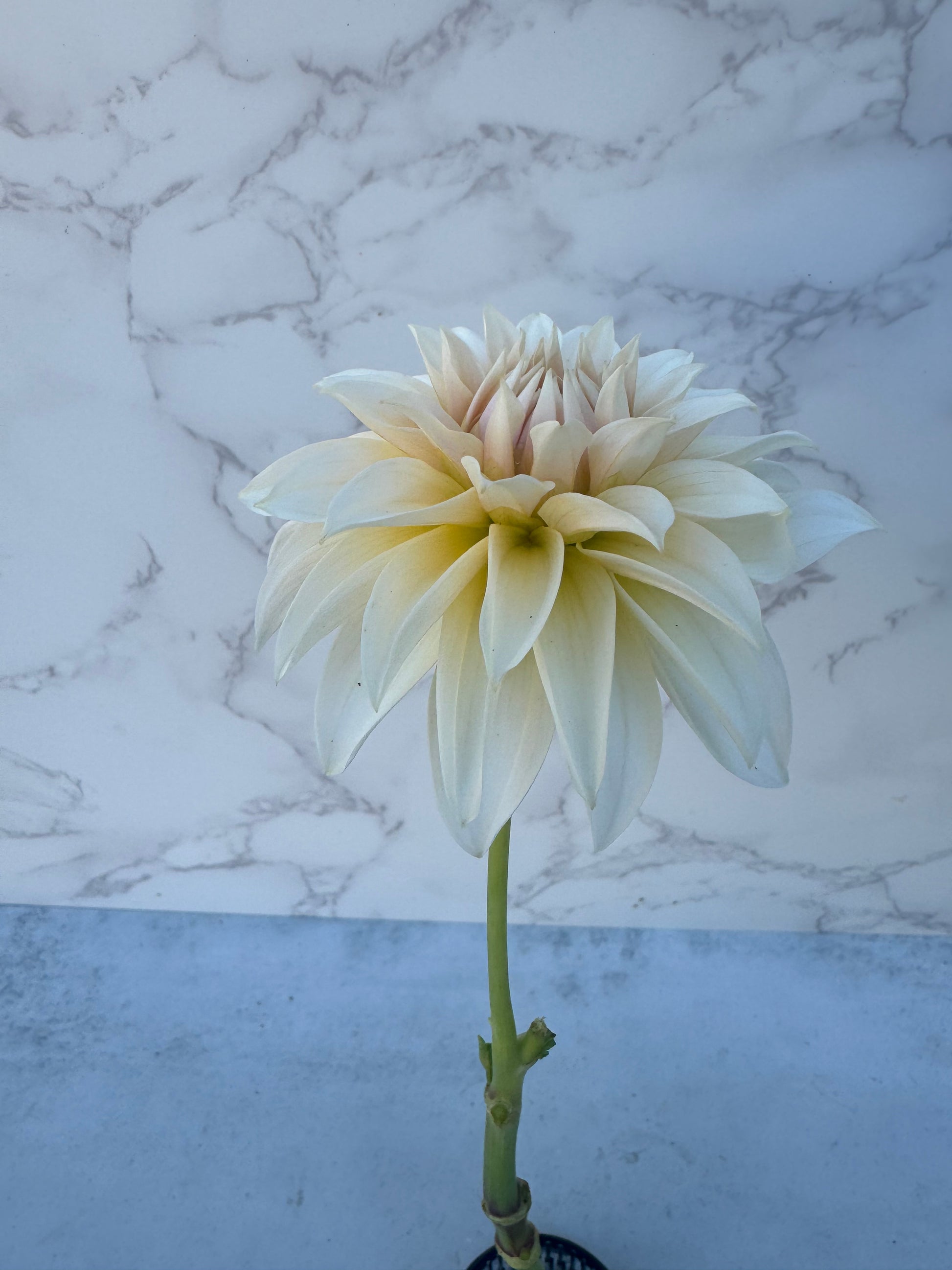 Bell’s la Peach Mode Cutting