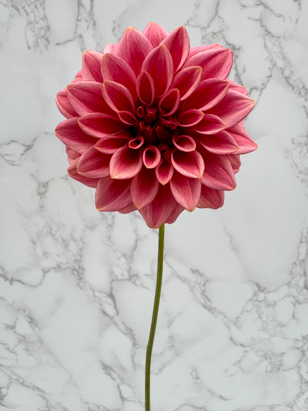 KA Mocha Katie Cutting