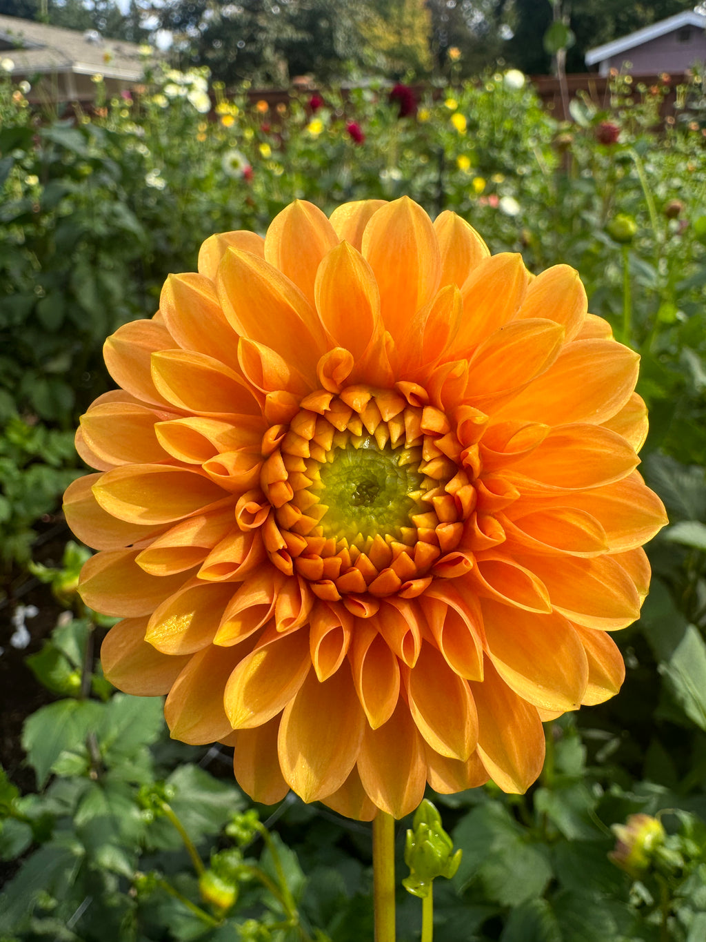 Caleb’s Orange Crush