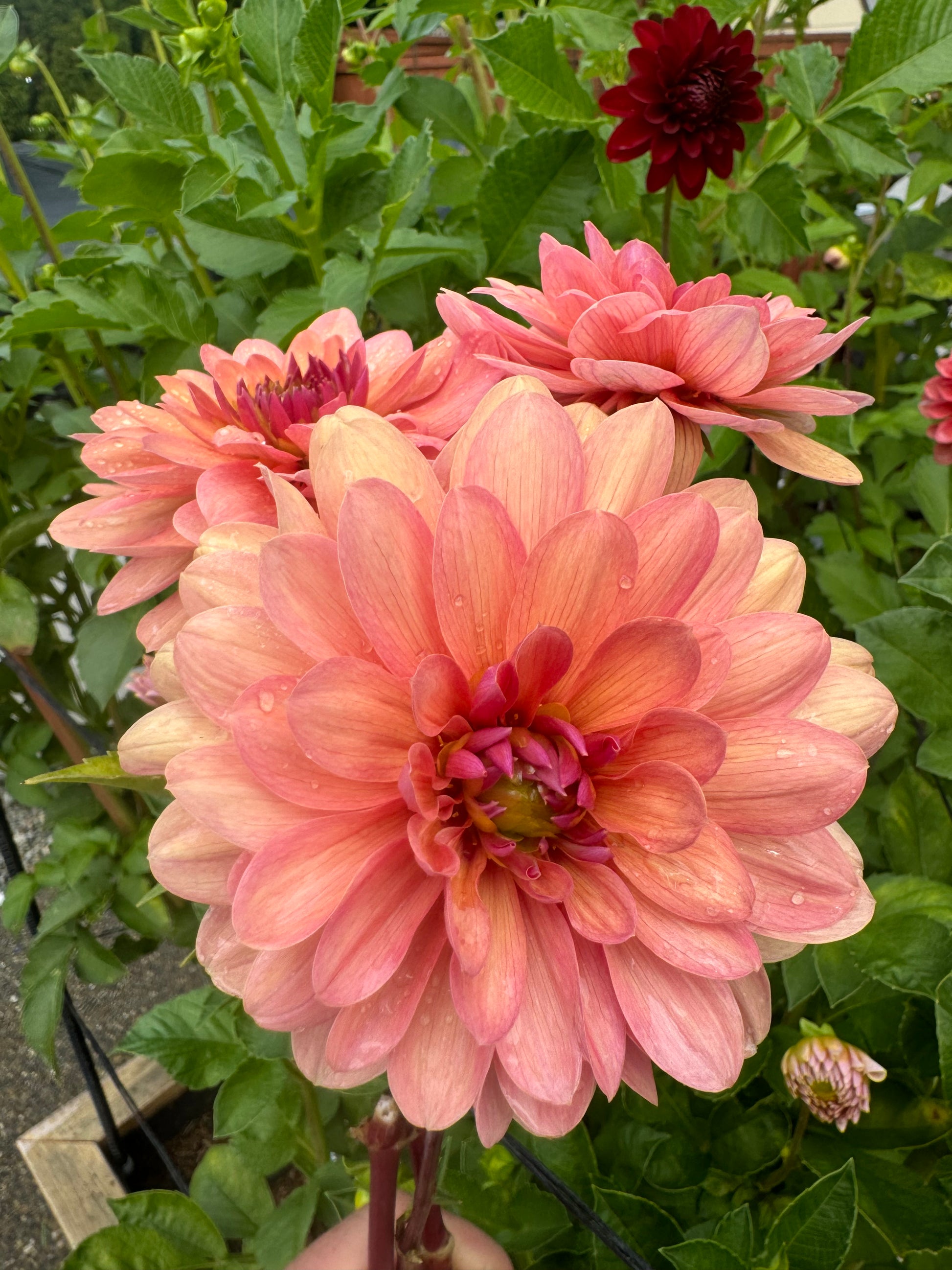 Chateau de la Bourdaisiere Cutting