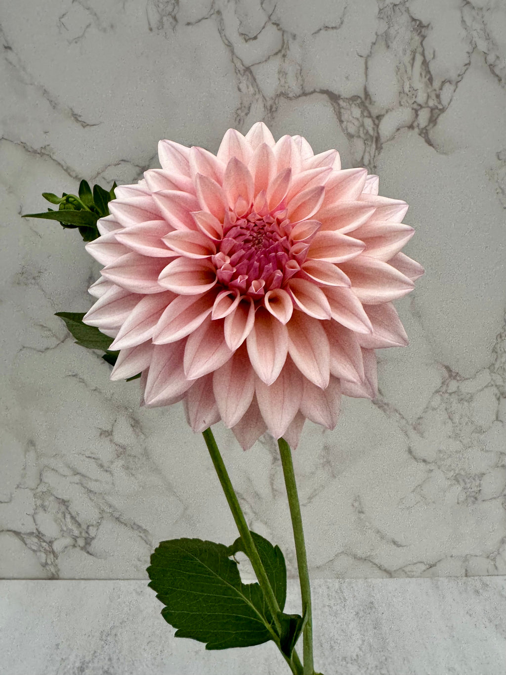 KA Mocha Jake Cutting