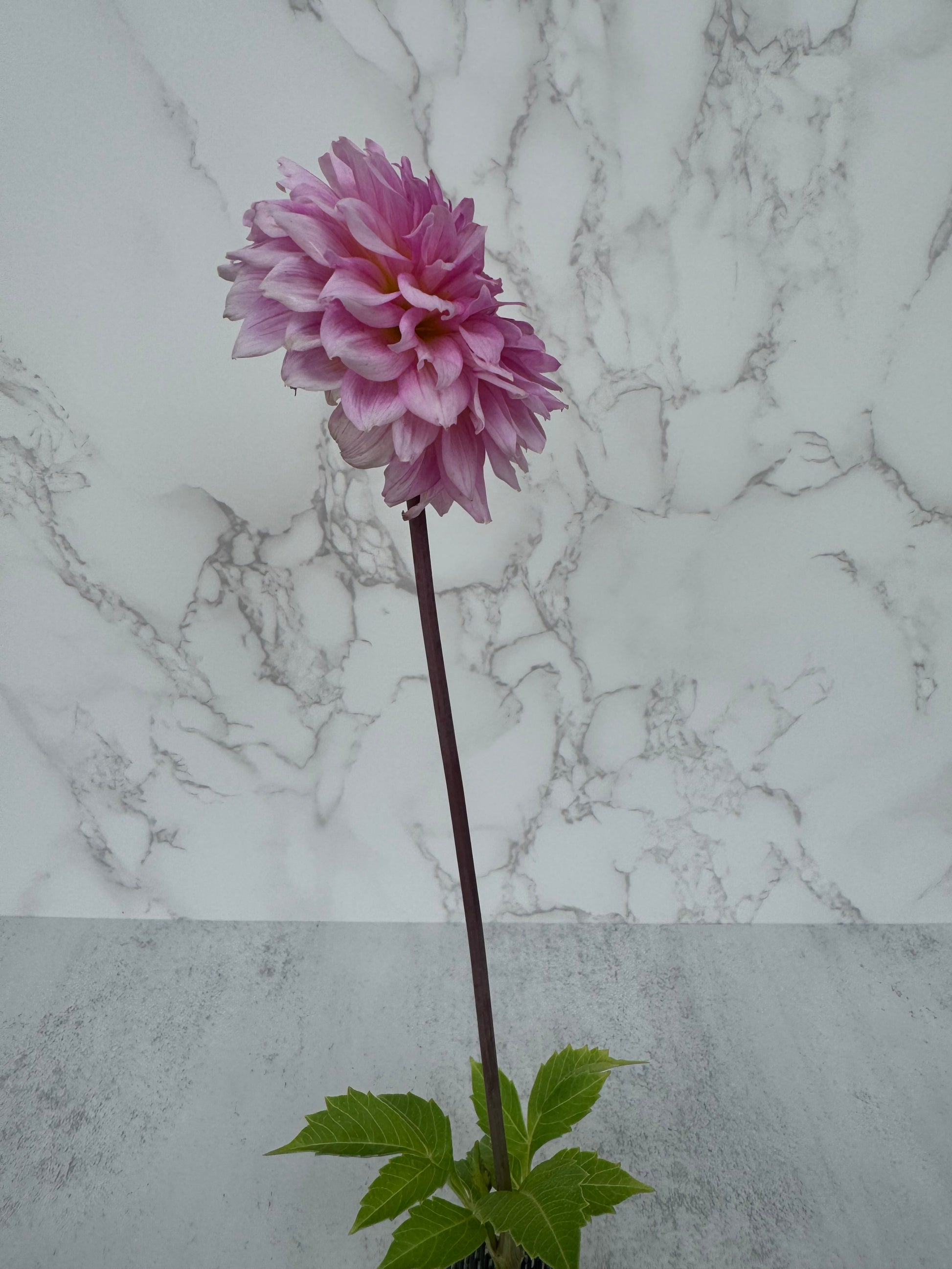 Lee’s Viola Frost Cutting