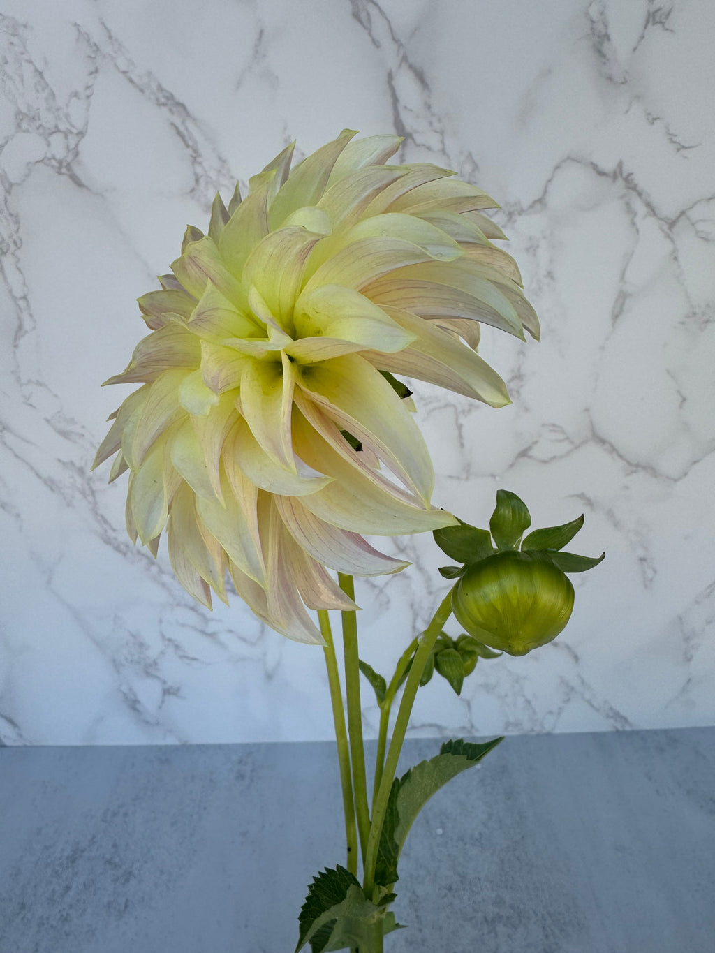 KA Champagne Cutting