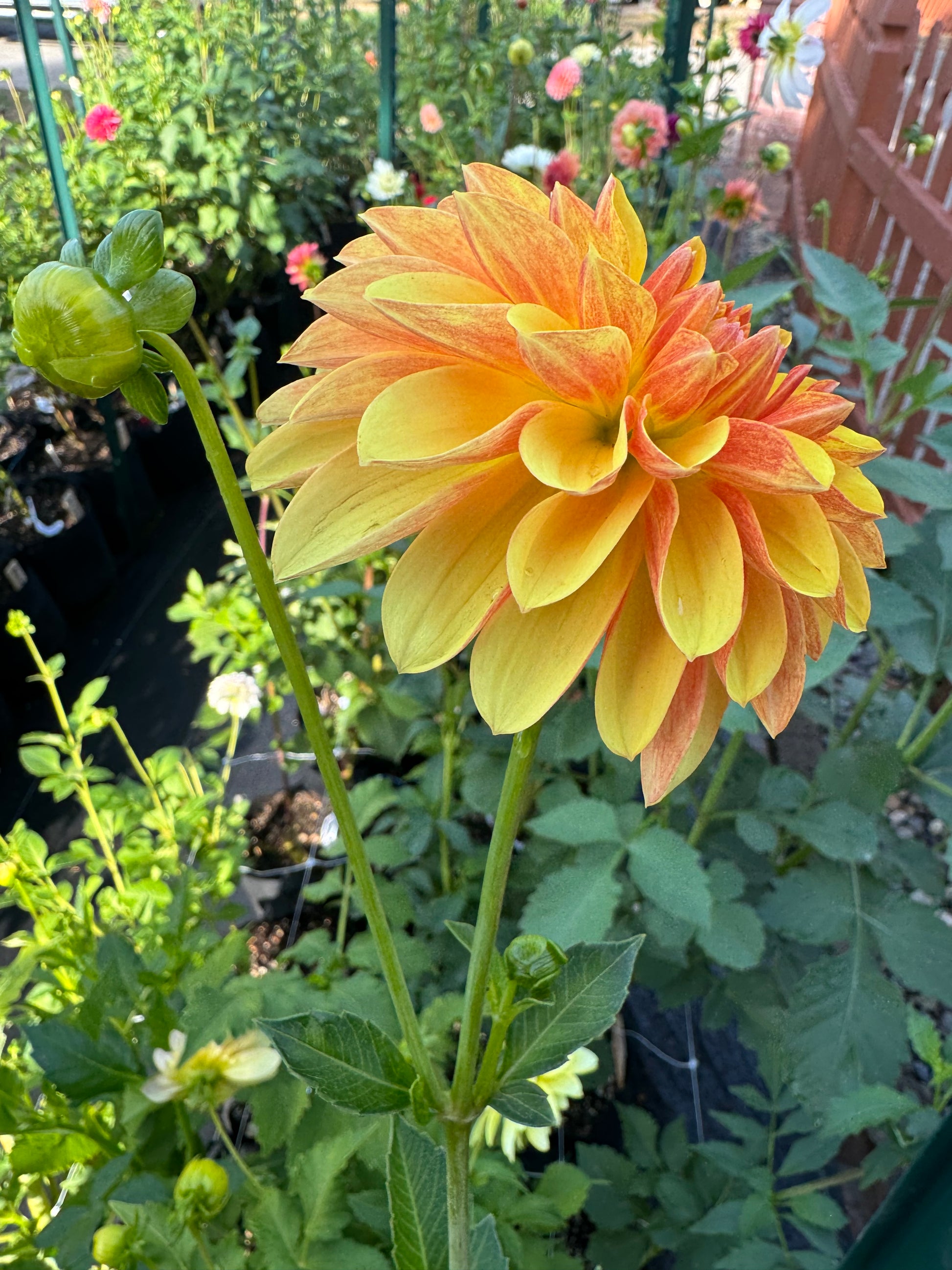 Lee’s Honey Spinner Cutting