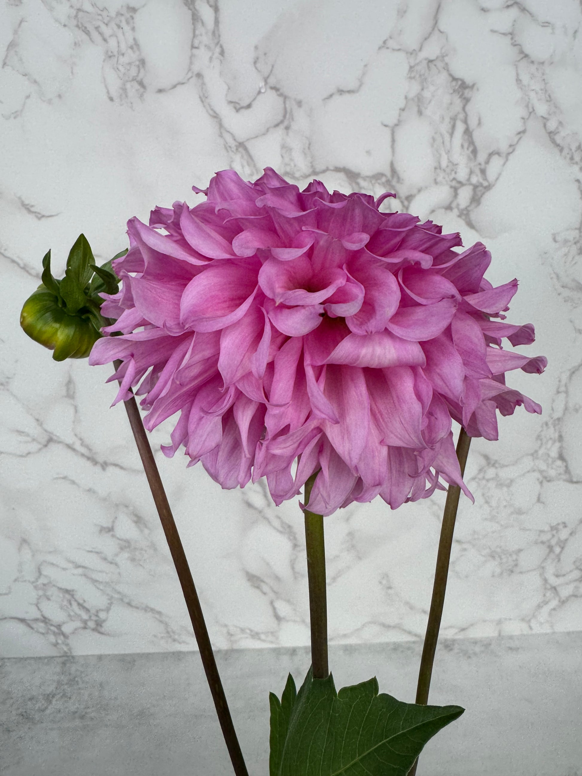 Lee’s Viola Frost Cutting