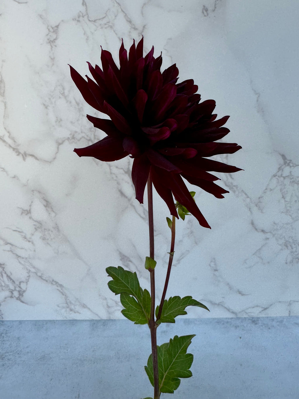 Bull’s Blood Cutting