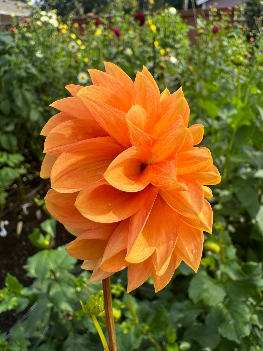 Caleb’s Orange Crush