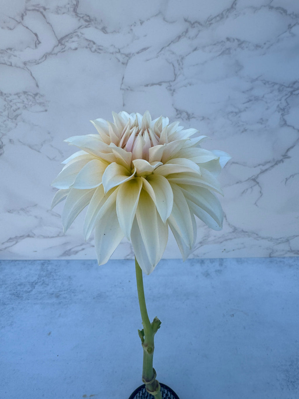 Bell’s la Peach Mode Cutting