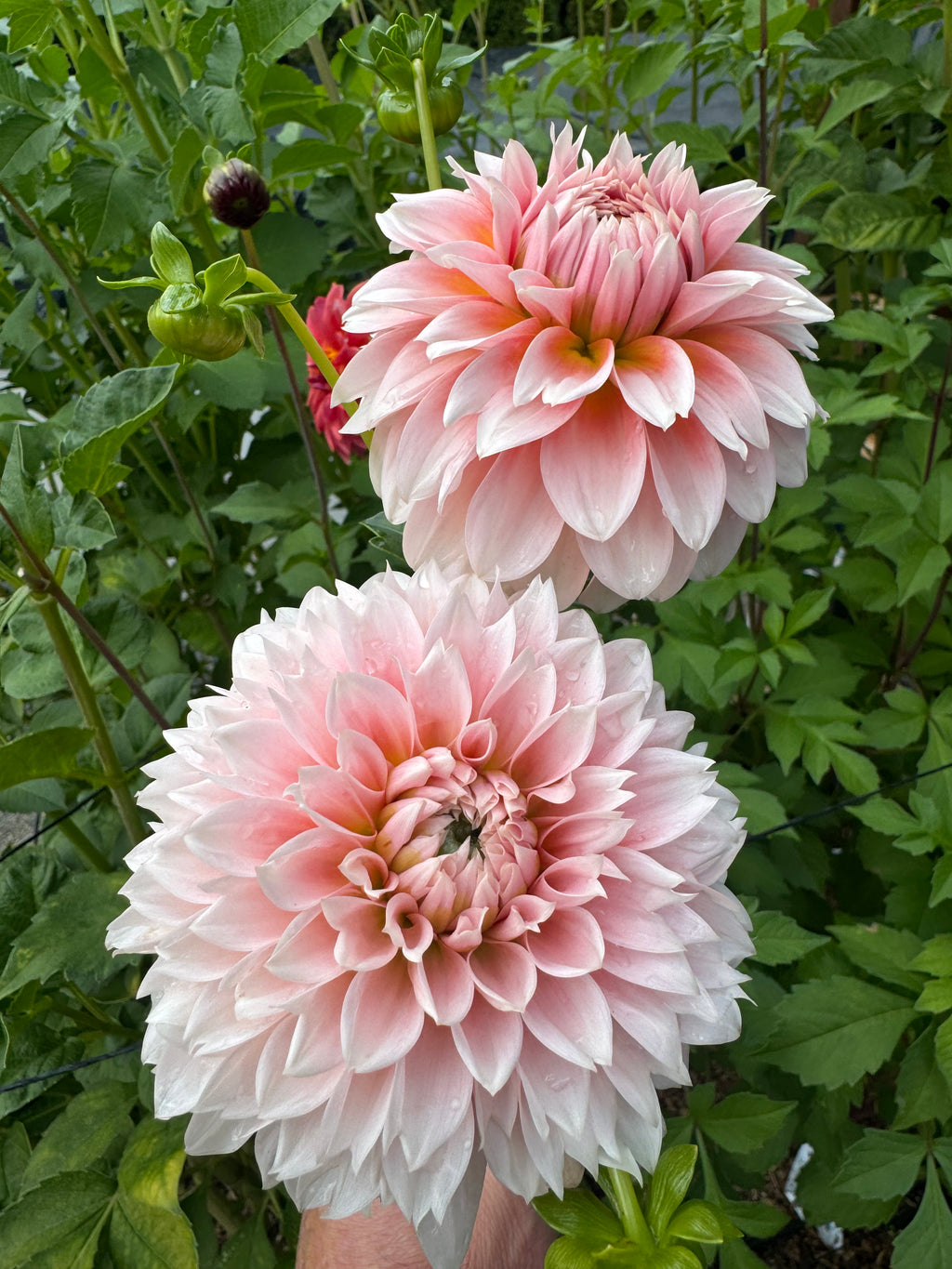 Bell’s Bonbori Cutting